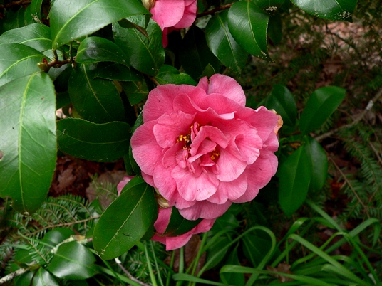 {Camellia japonica}